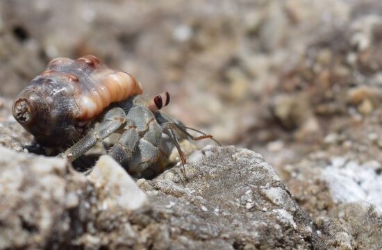 10 animales que habitan en Cancún